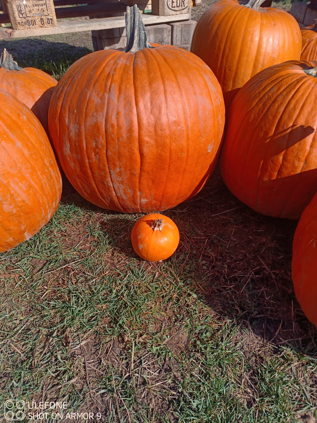 mini und riesen Hallenween mini und riesen Hallenweenkürbis